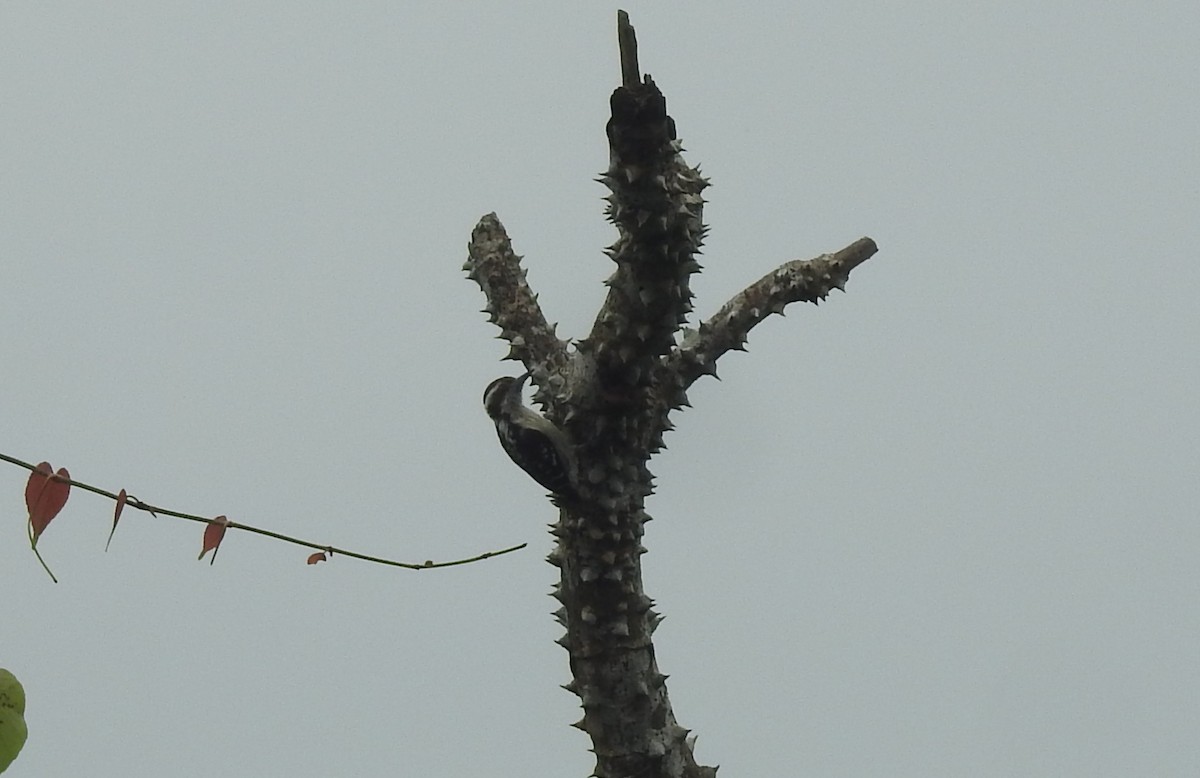 Brown-capped Pygmy Woodpecker - ML182871021