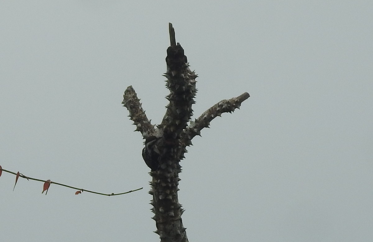 Brown-capped Pygmy Woodpecker - ML182871151