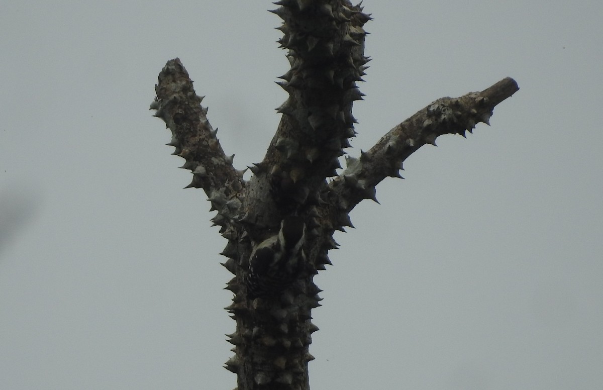 Brown-capped Pygmy Woodpecker - ML182871191