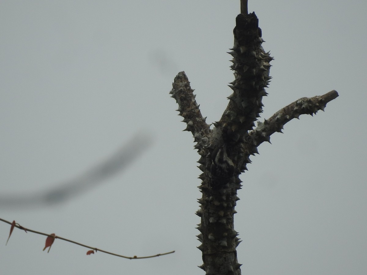 Brown-capped Pygmy Woodpecker - ML182871251