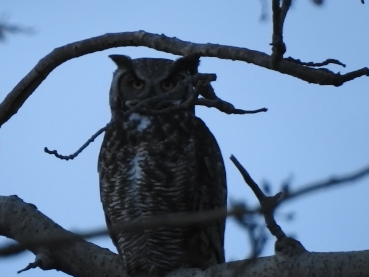 Great Horned Owl - ML182872441