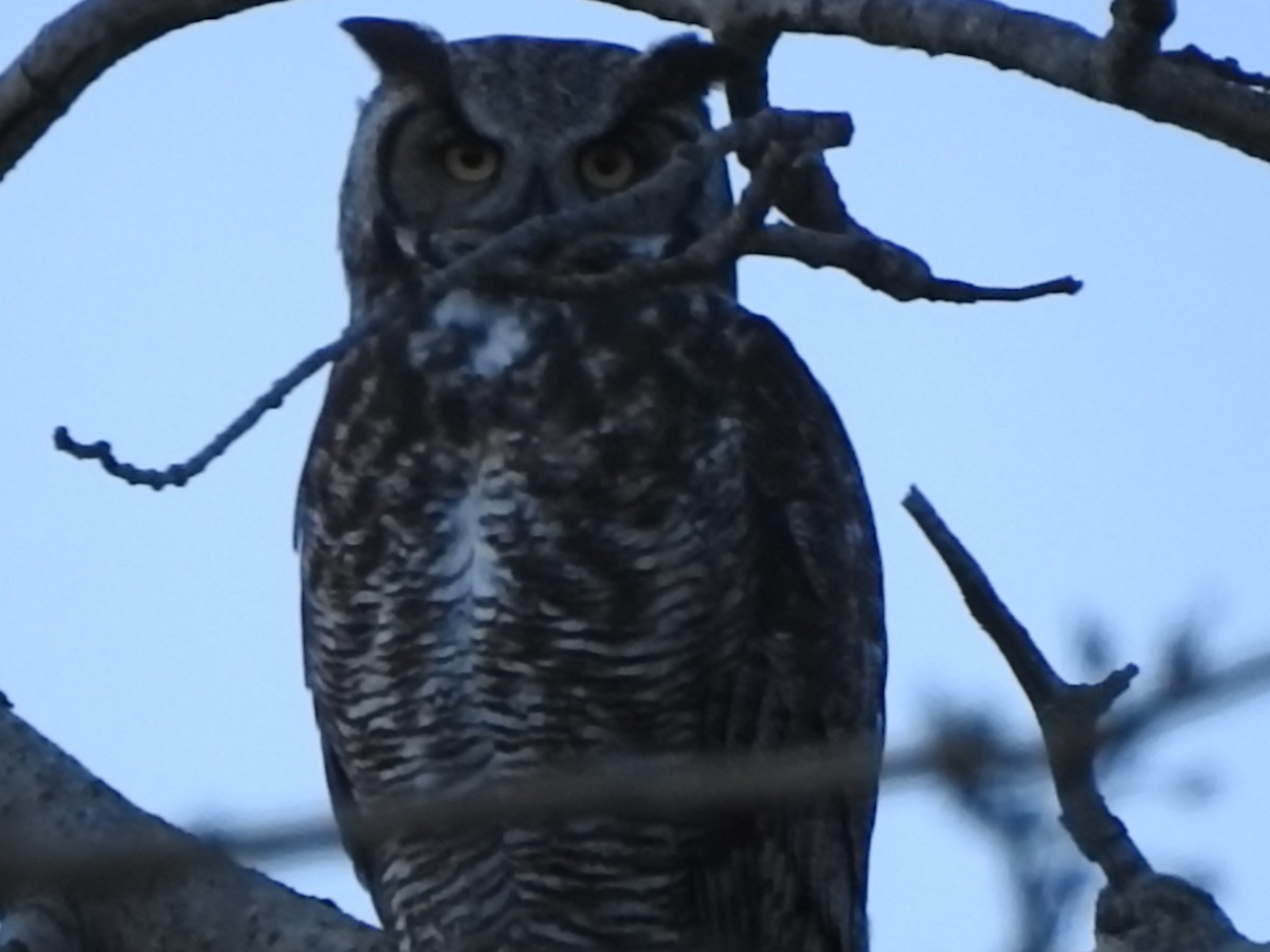 Great Horned Owl - ML182872511