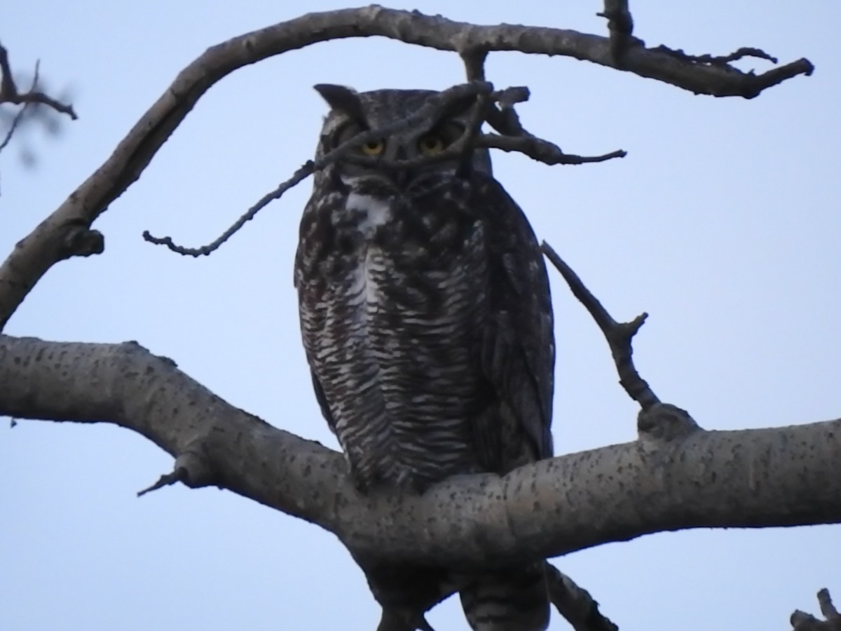 Great Horned Owl - ML182872591