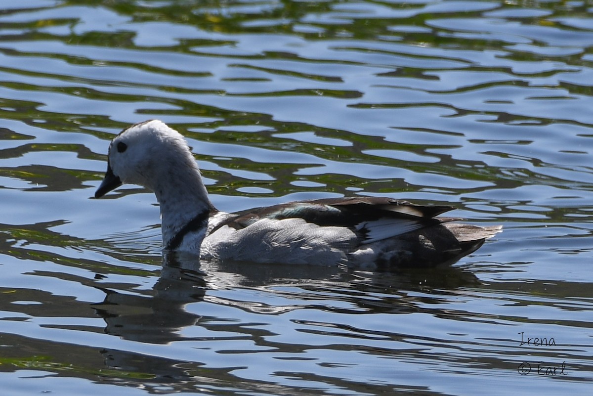 Cotton Pygmy-Goose - ML182873251