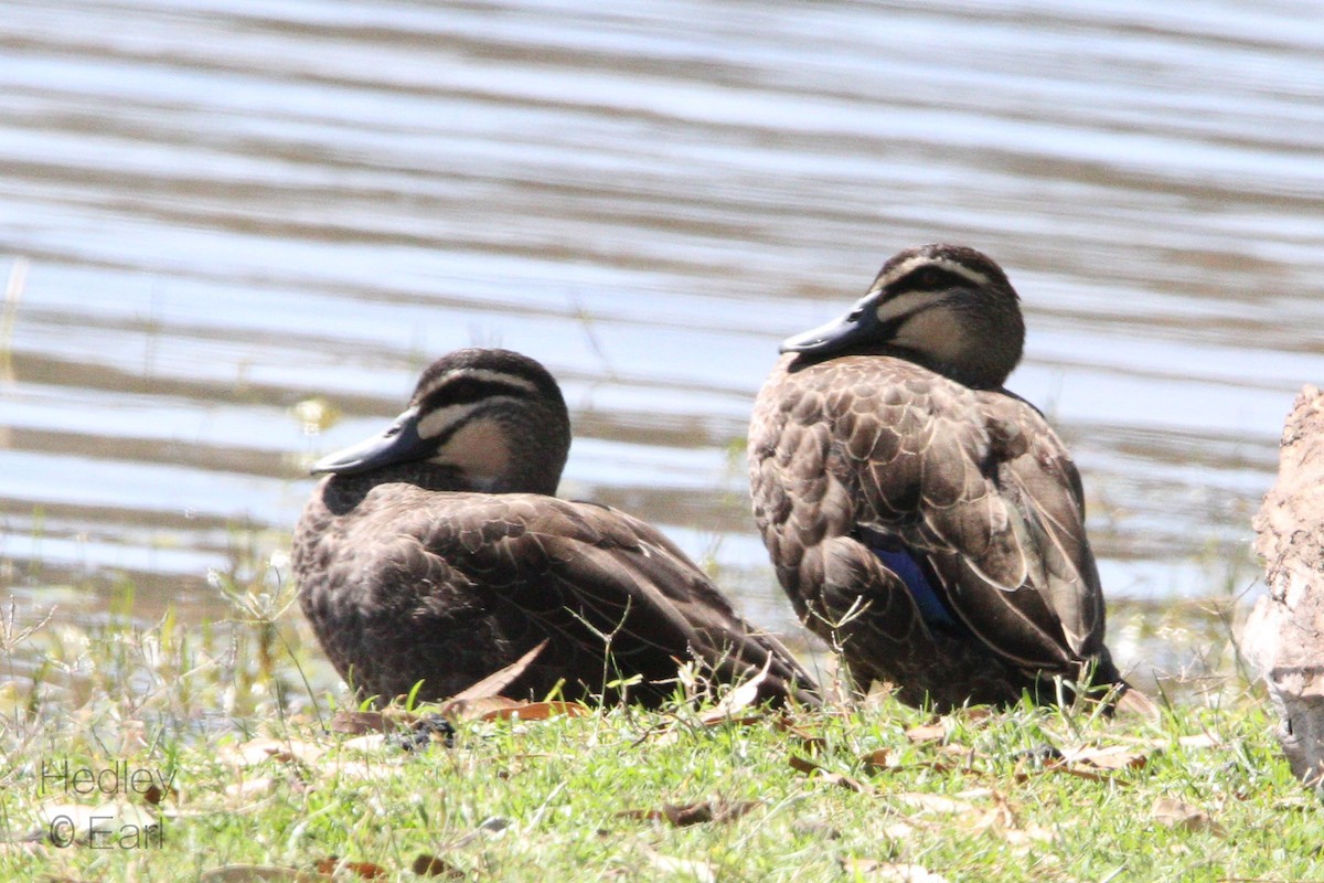 Pacific Black Duck - ML182873301