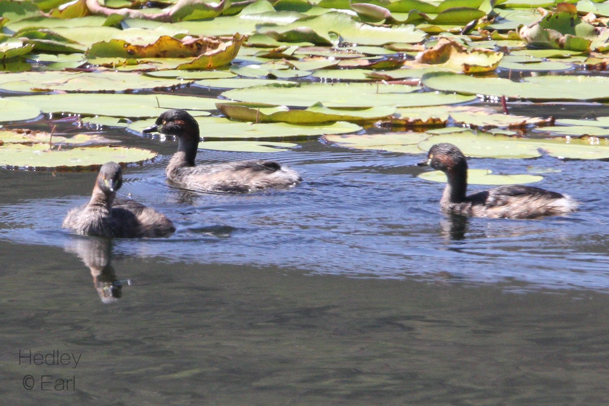 Australasian Grebe - ML182873311