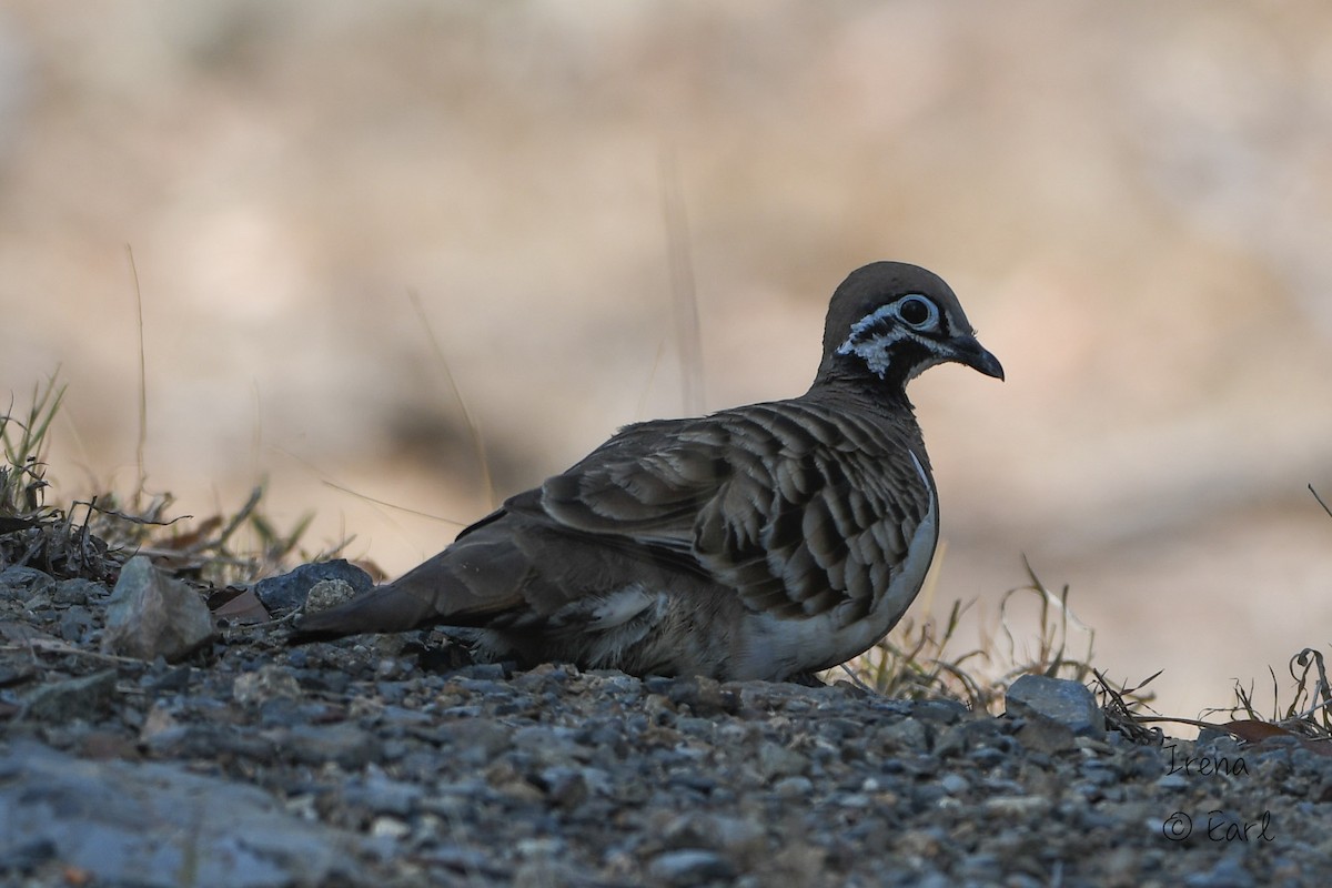 Squatter Pigeon - ML182873331