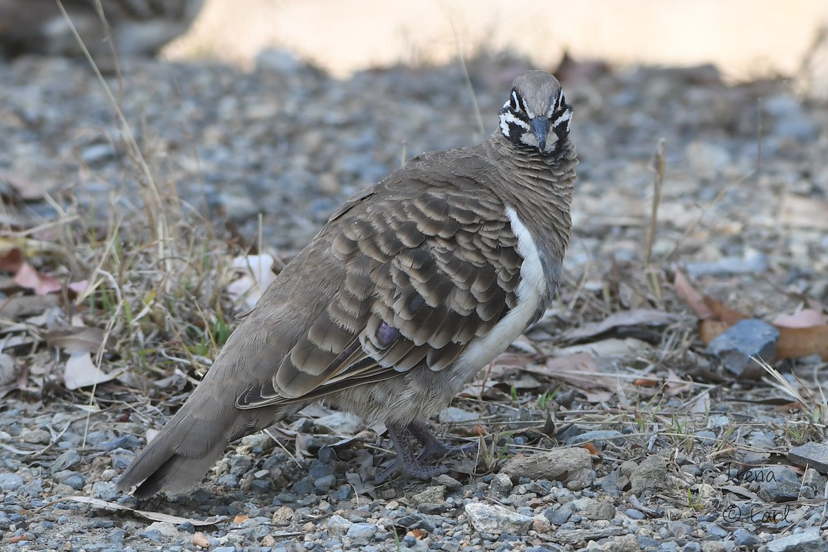 Squatter Pigeon - ML182873341