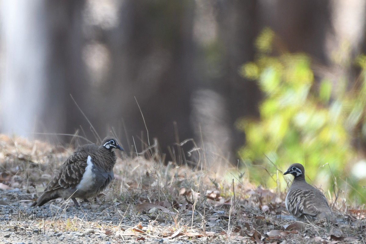 Squatter Pigeon - Hedley & Irena Earl