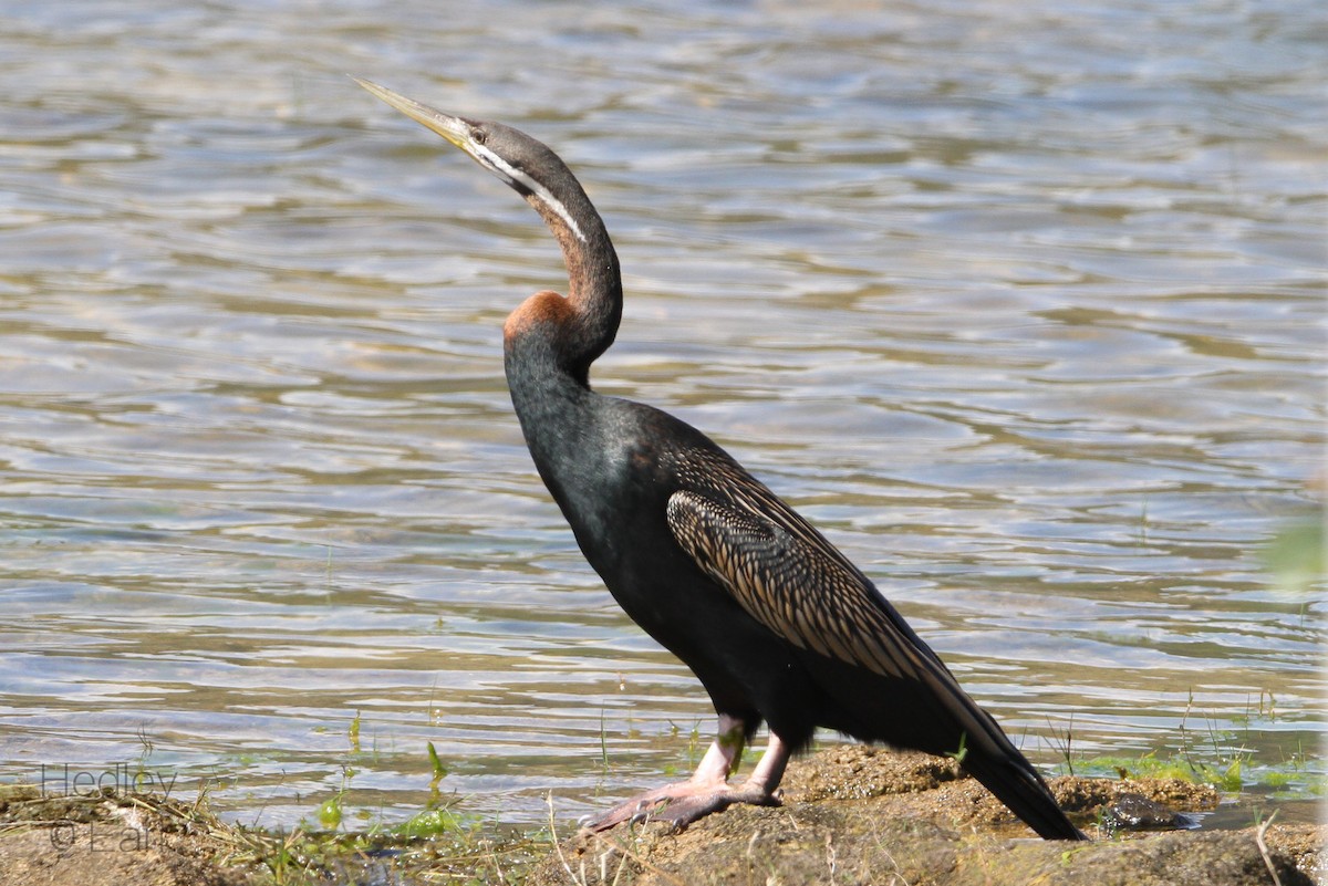 Australasian Darter - Hedley & Irena Earl