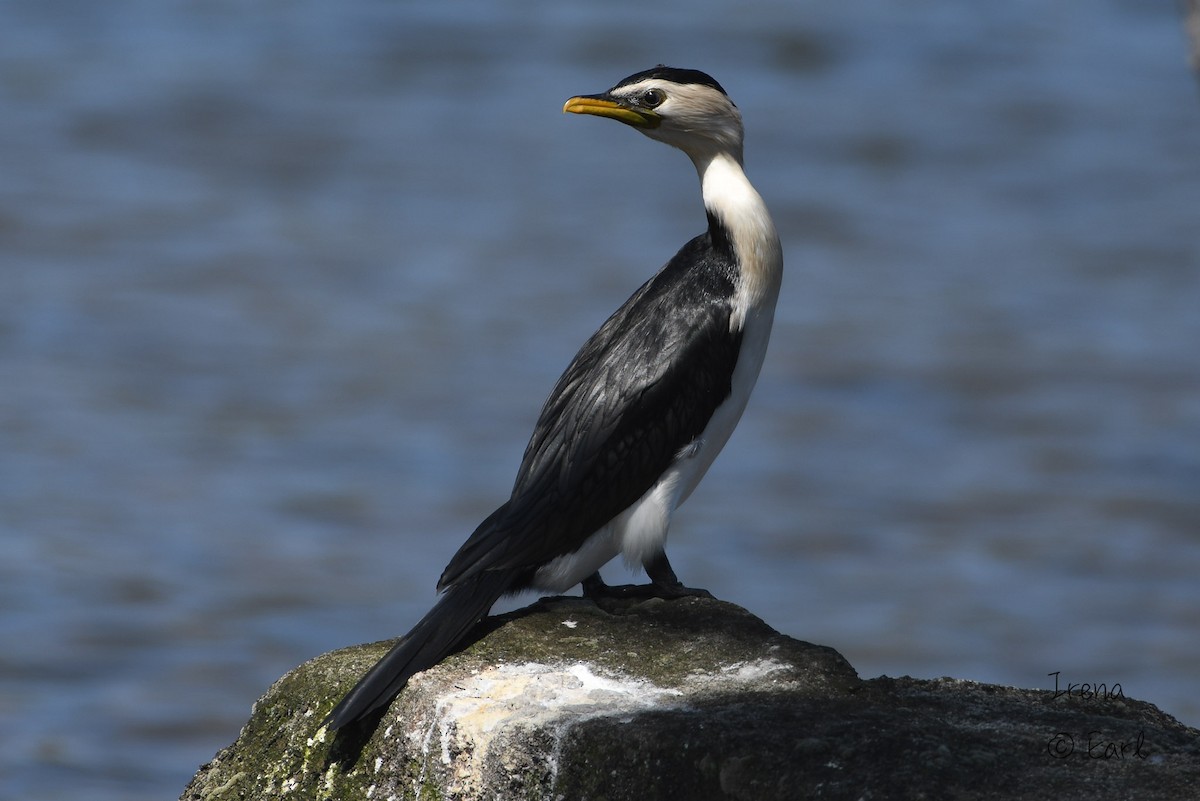 Little Pied Cormorant - ML182873391