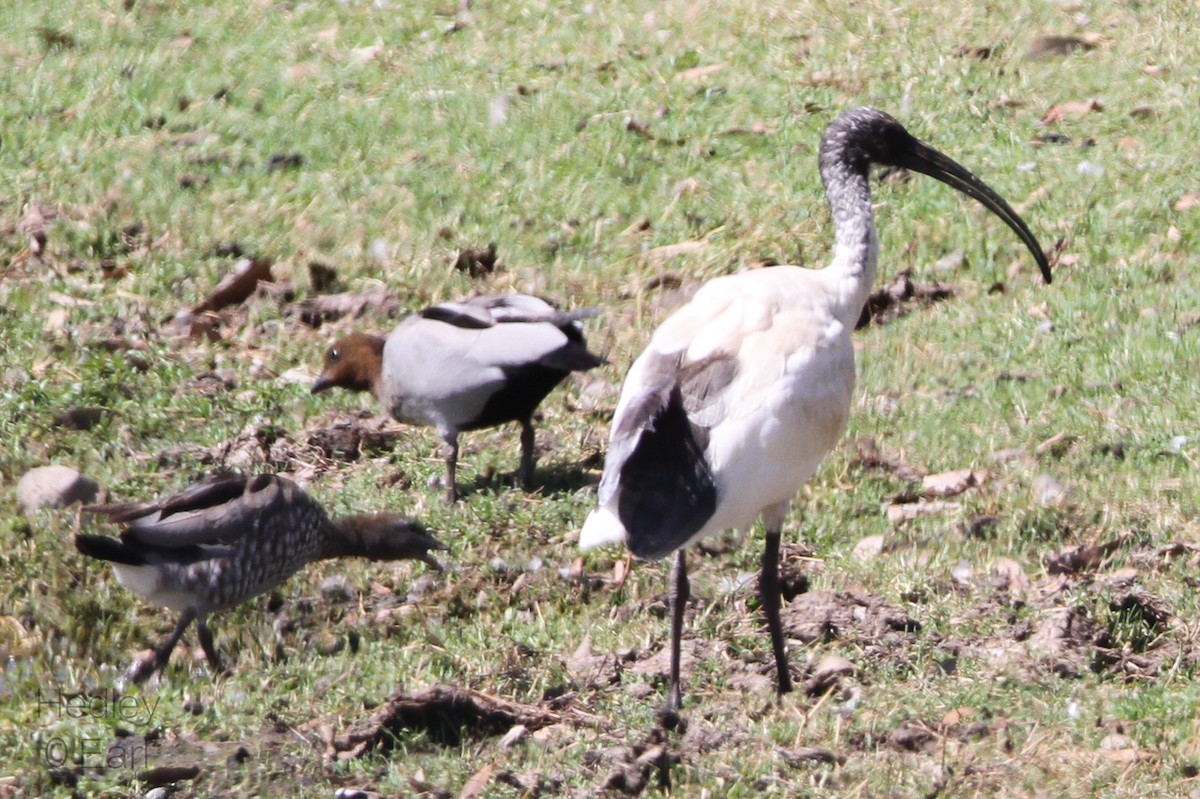 Australian Ibis - ML182873411