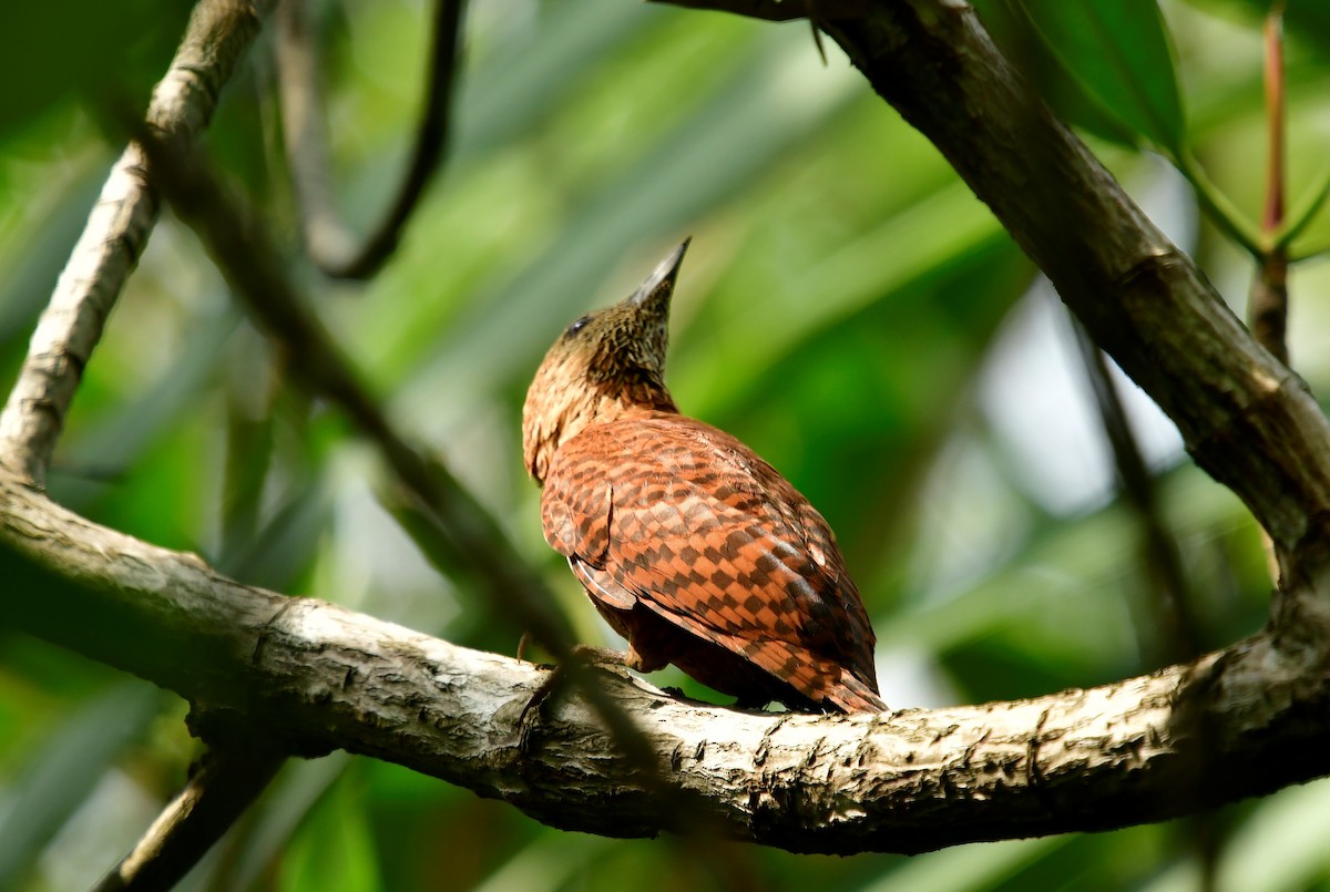 Rufous Woodpecker - ML182873441