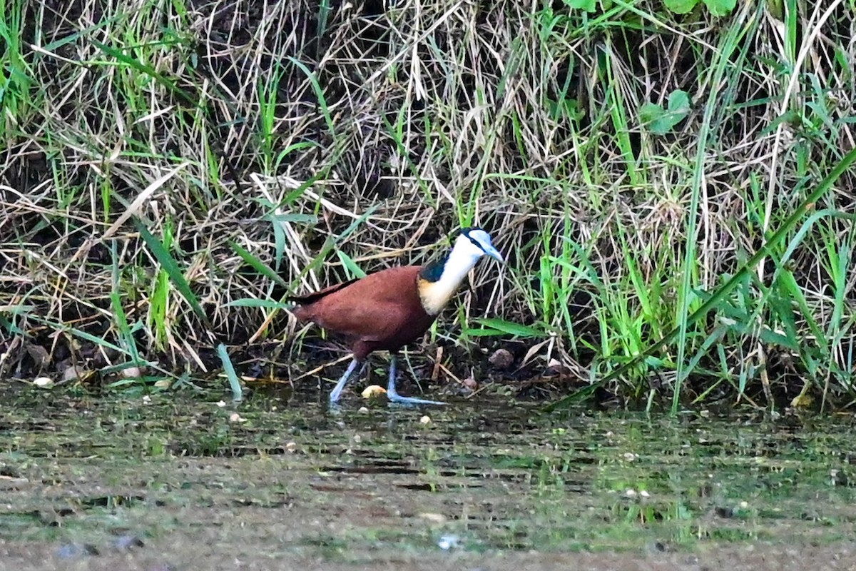 Jacana à poitrine dorée - ML182874191