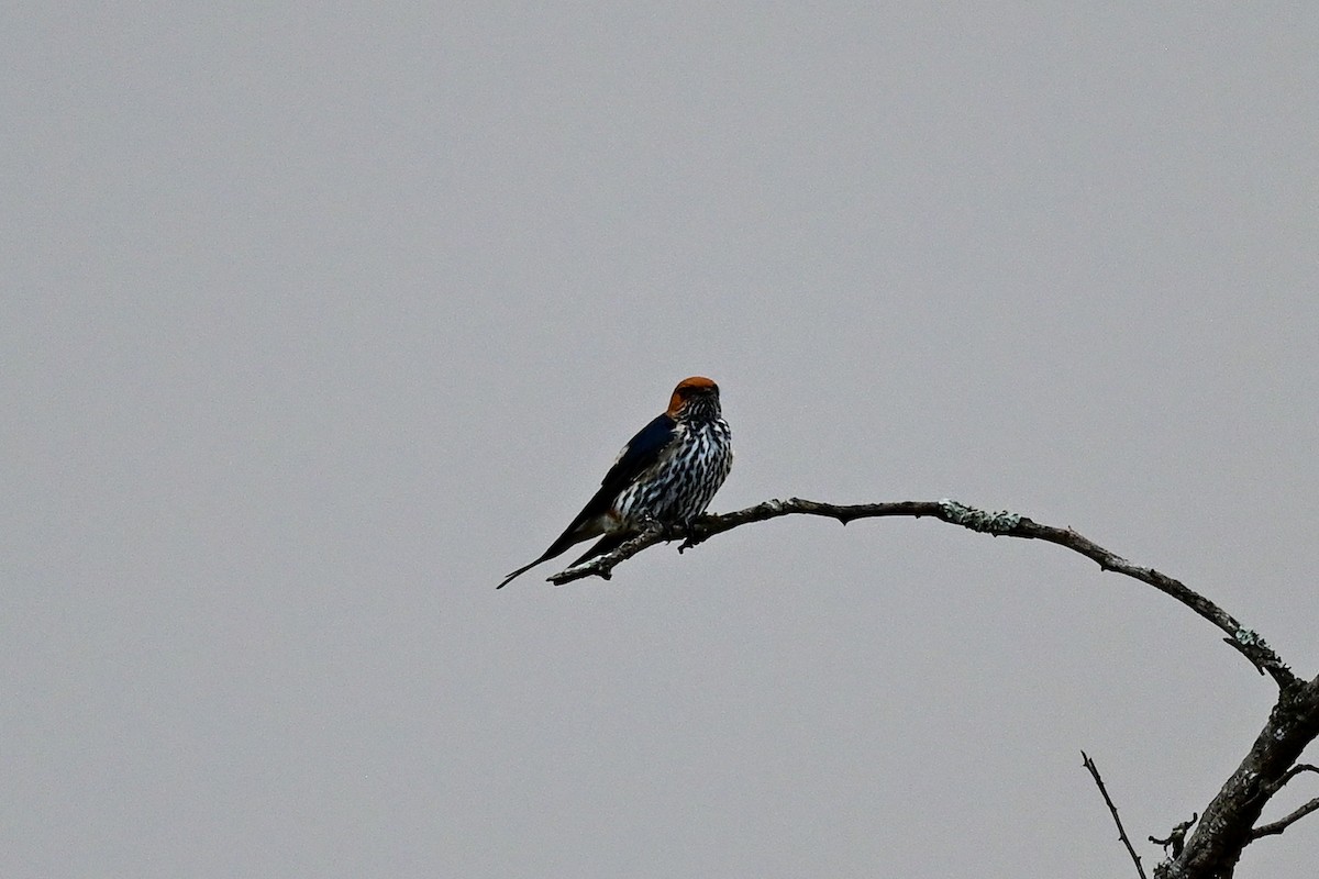 Lesser Striped Swallow - ML182874391