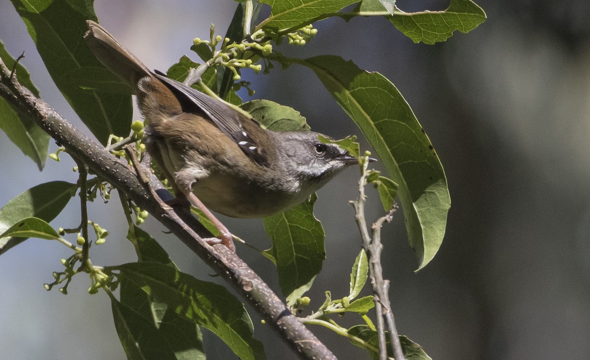 White-browed Scrubwren (White-browed) - Caleb Putnam