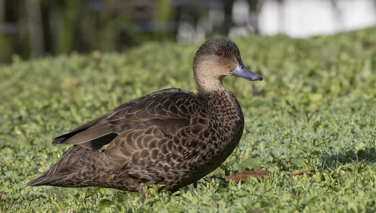 Chestnut Teal - Caleb Putnam