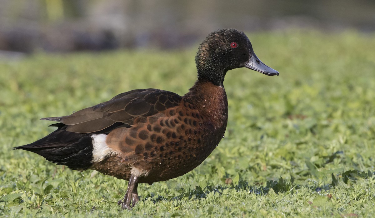 Chestnut Teal - ML182874541