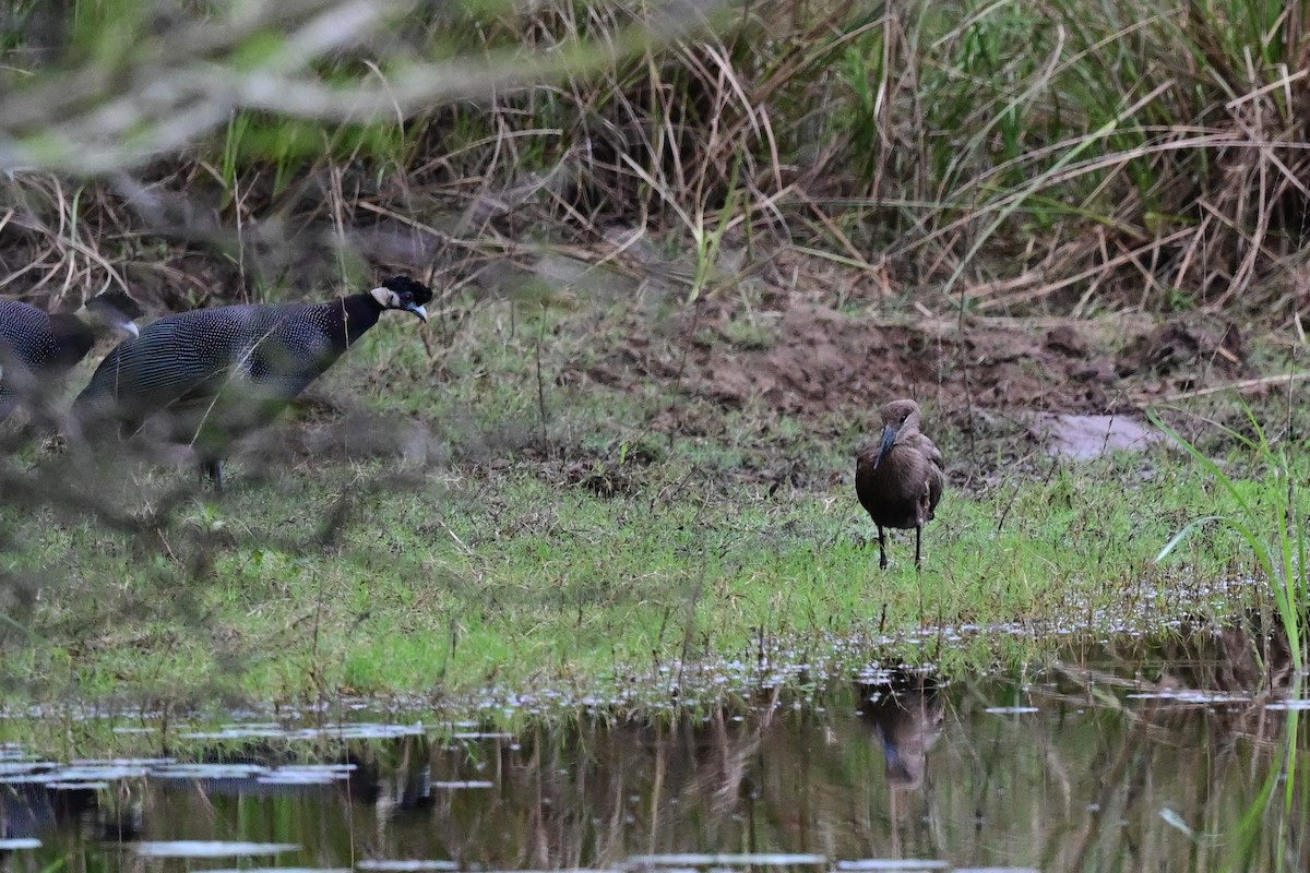 Hamerkop - Michael Hyman