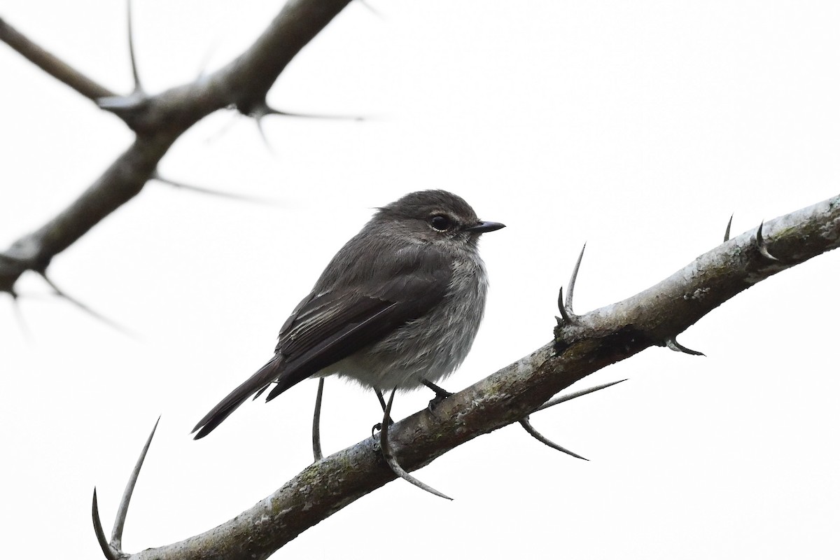 Ashy Flycatcher - Michael Hyman