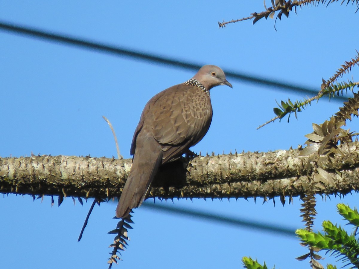 Spotted Dove - ML182876231