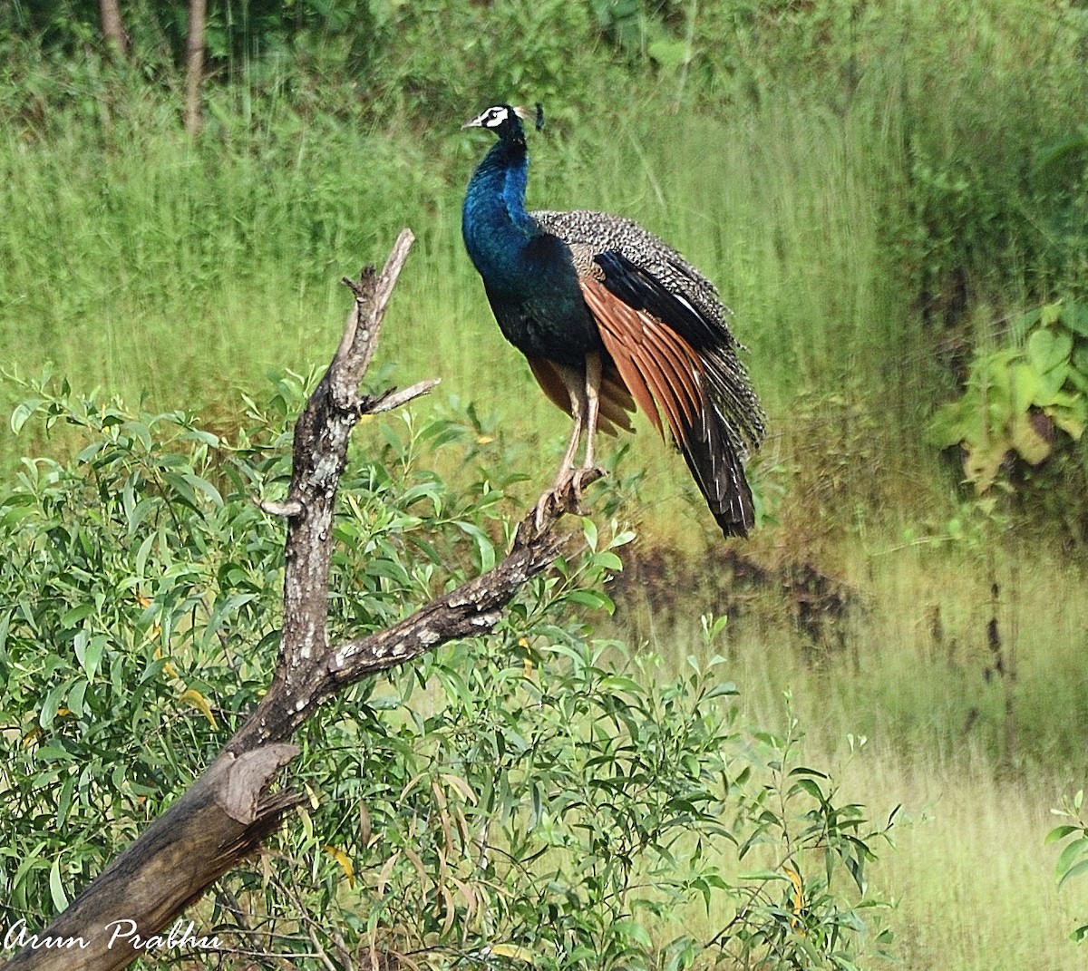 Indian Peafowl - ML182876571