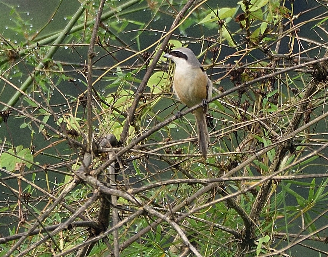 Long-tailed Shrike - ML182876601