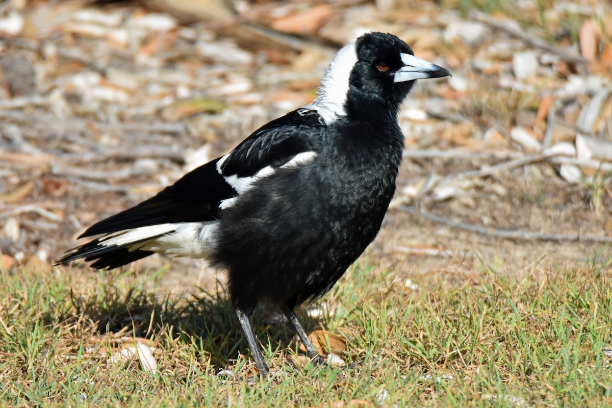 Australian Magpie - ML182877291