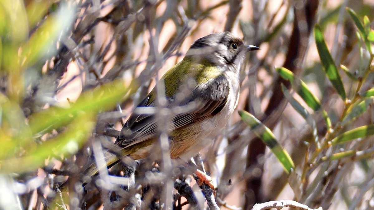 Brown-headed Honeyeater - ML182877951