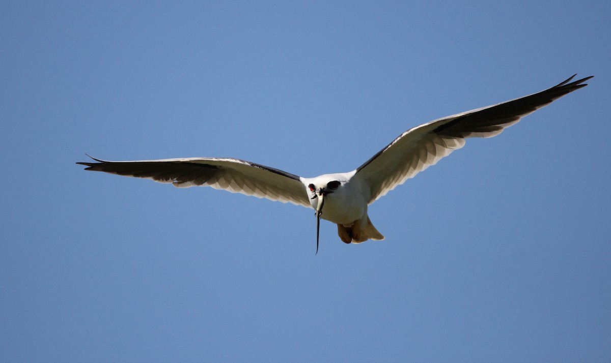 Black-shouldered Kite - Will Cornwell