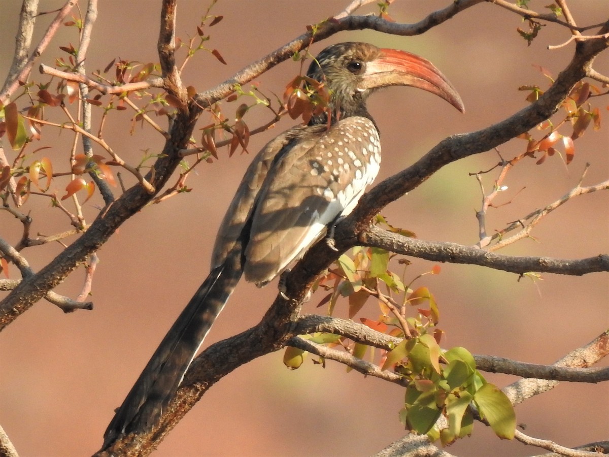 Toco Angoleño - ML182878871