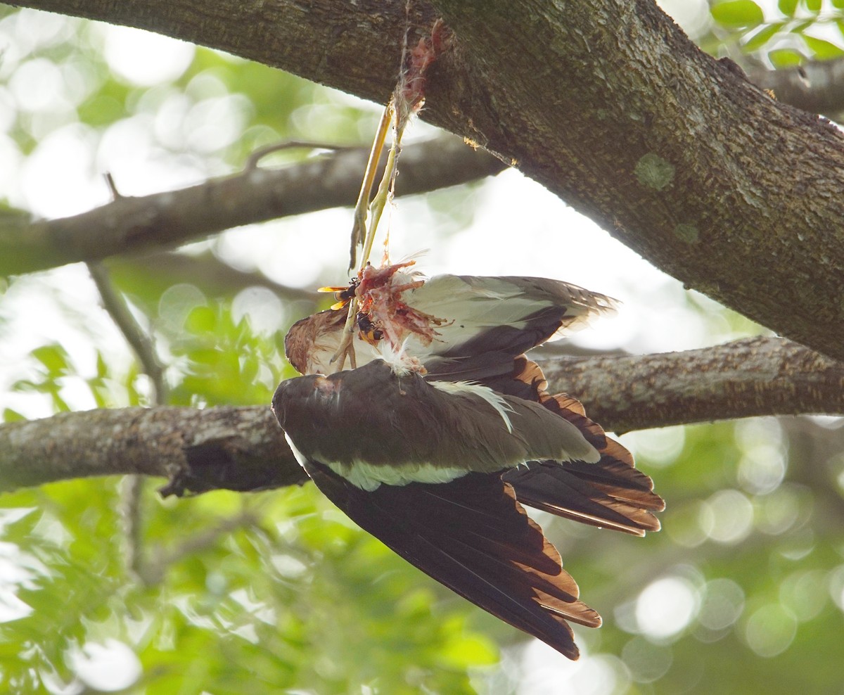 Common Myna - ML182880761