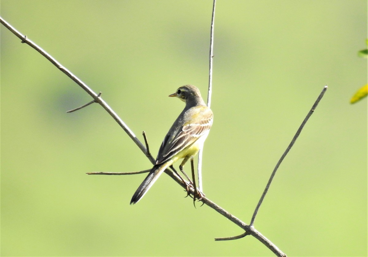 Western Yellow Wagtail - ML182881081