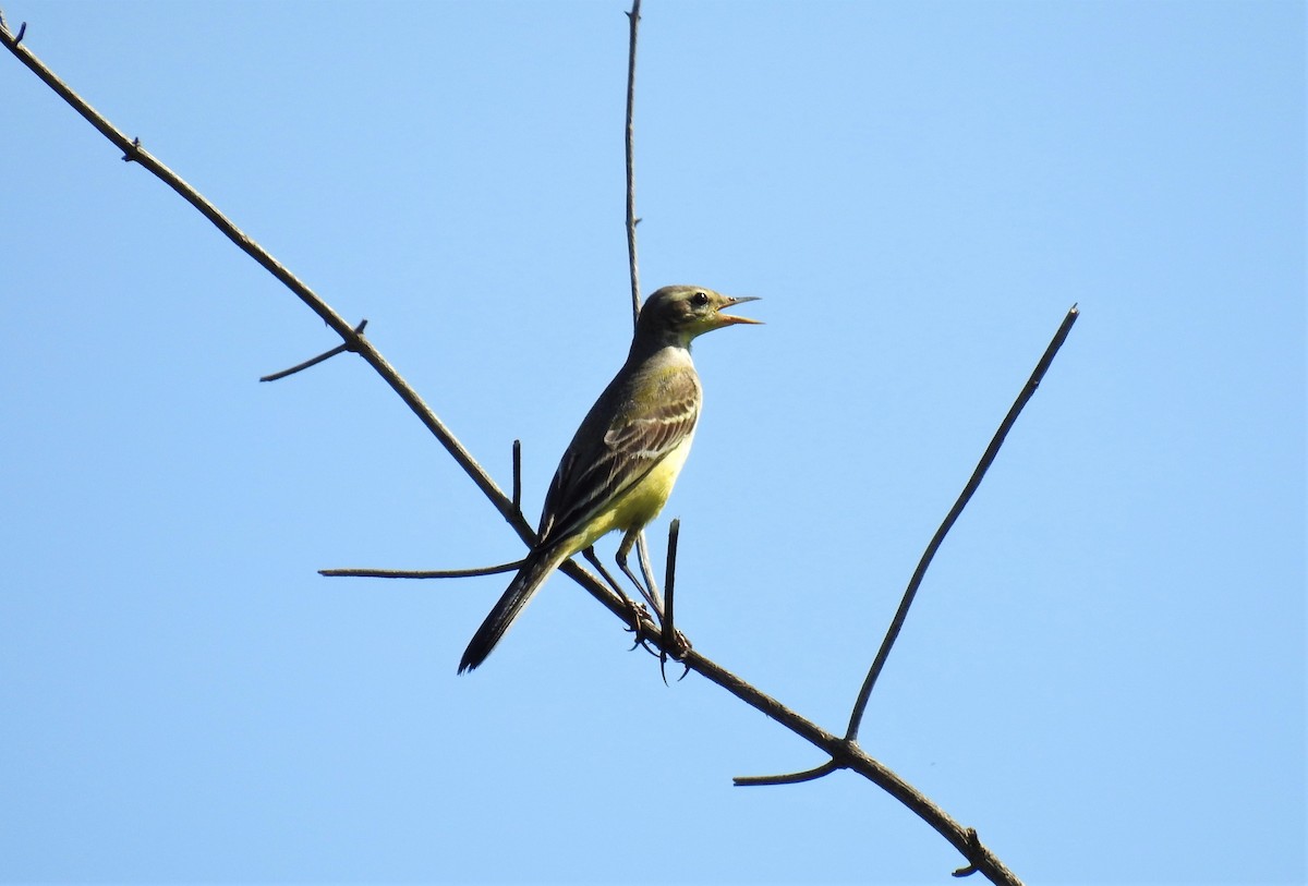 Western Yellow Wagtail - ML182881091