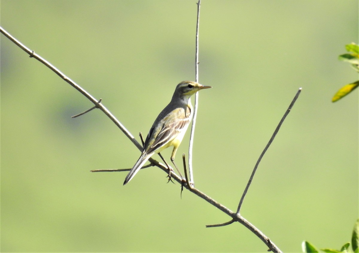 Western Yellow Wagtail - ML182881101