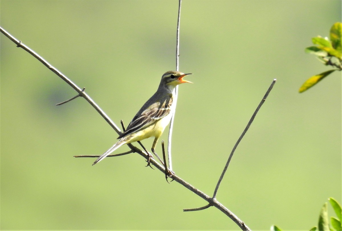 Western Yellow Wagtail - ML182881111