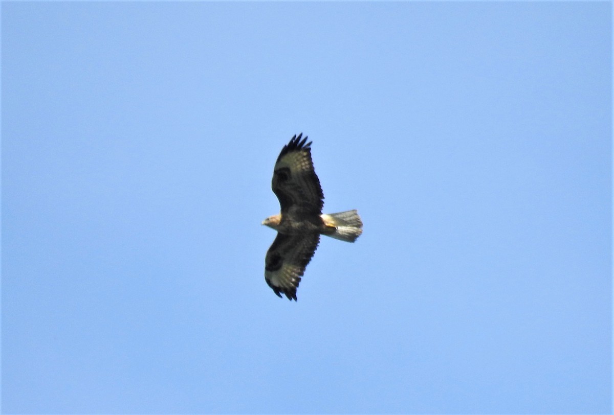 Common Buzzard - ML182881581