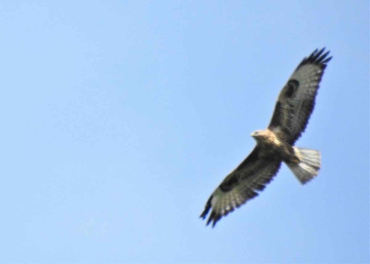 Common Buzzard - ML182881591