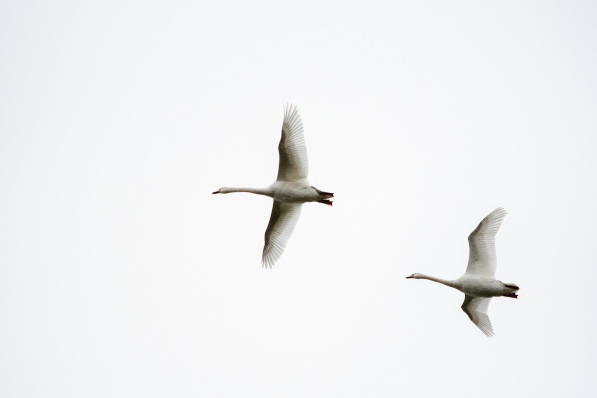 Mute Swan - ML182881871