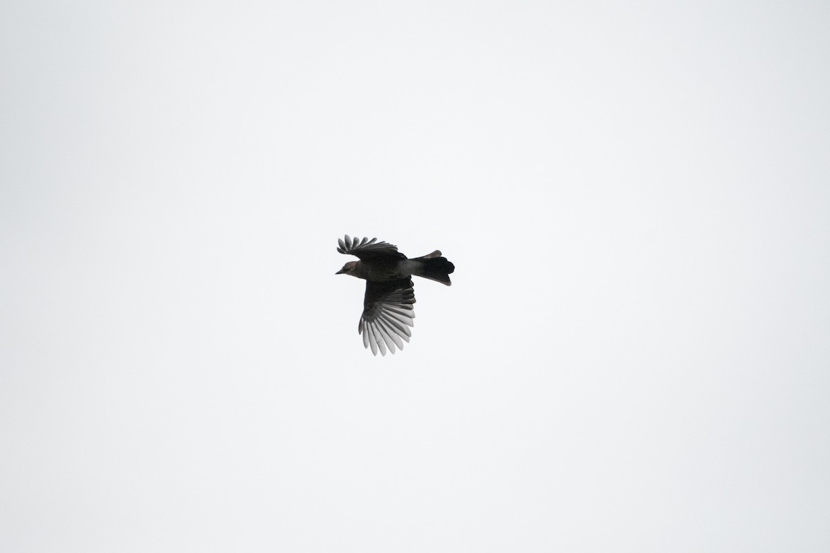 Eurasian Jay (Eurasian) - ML182881931