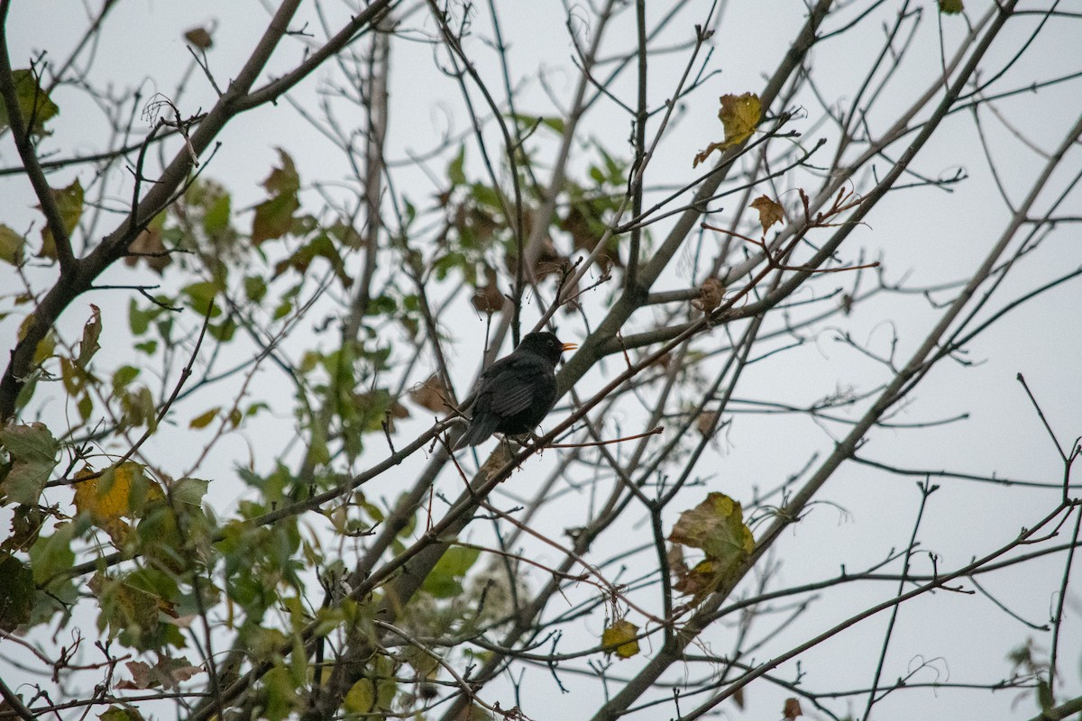 Eurasian Blackbird - ML182882161