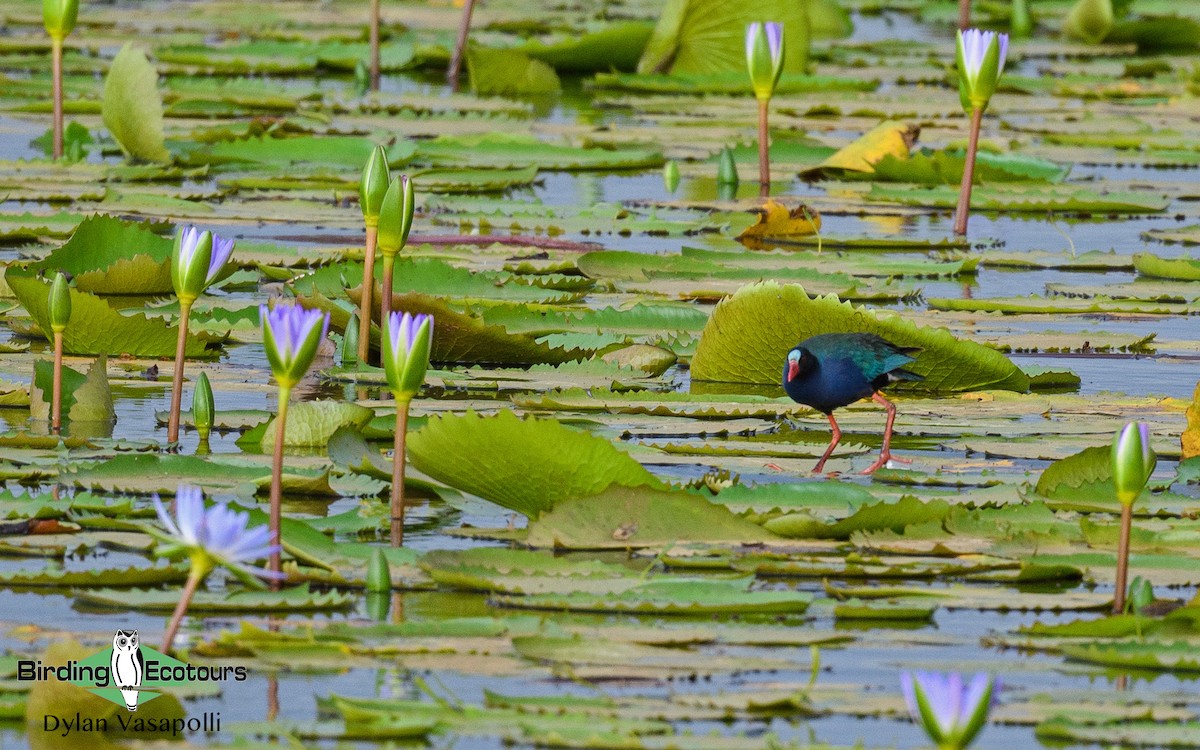 Allen's Gallinule - ML182882341