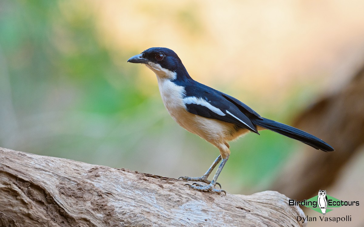 Tropical Boubou - Dylan Vasapolli - Birding Ecotours