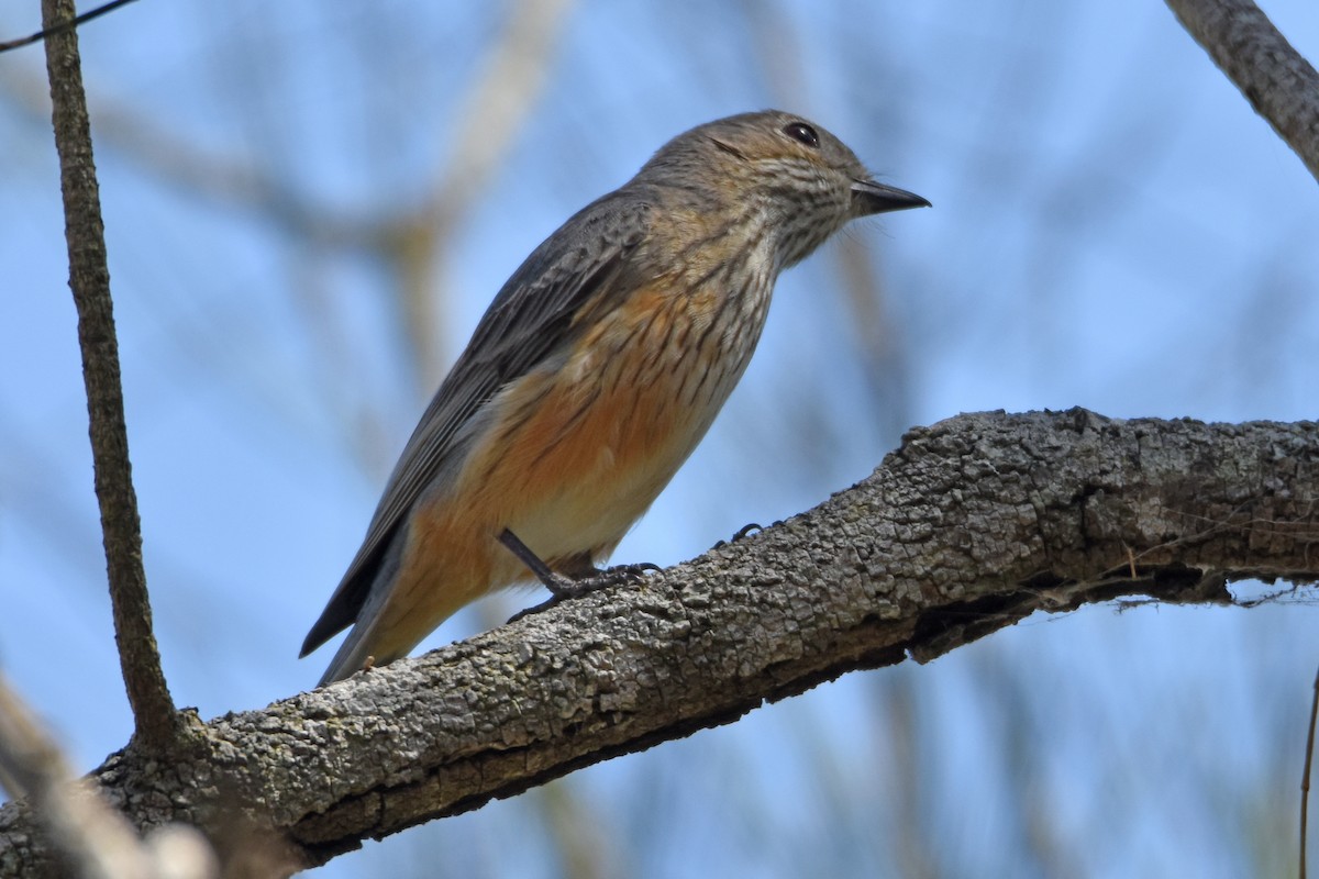 Rufous Whistler - Peter & Shelly Watts