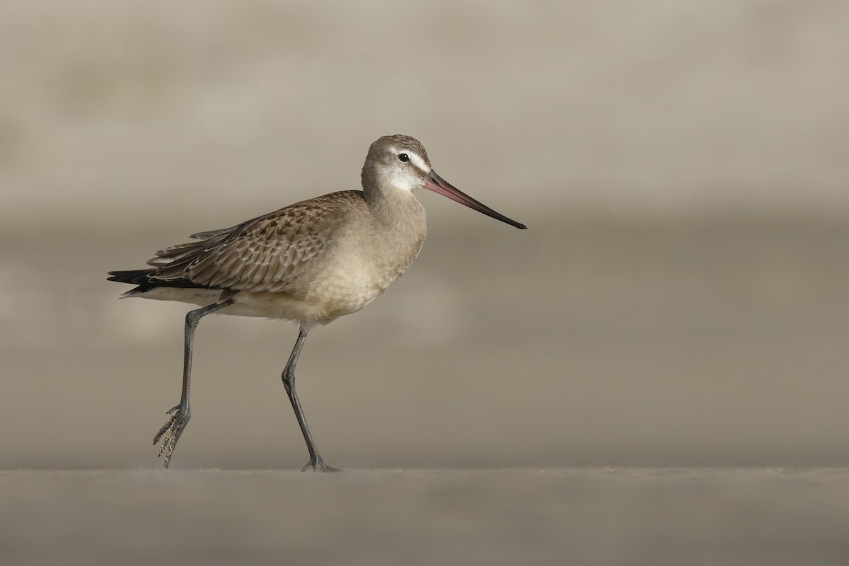 Hudsonian Godwit - ML182885421