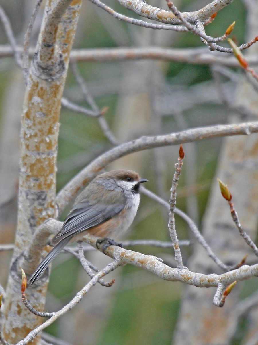 Boreal Chickadee - ML182885621