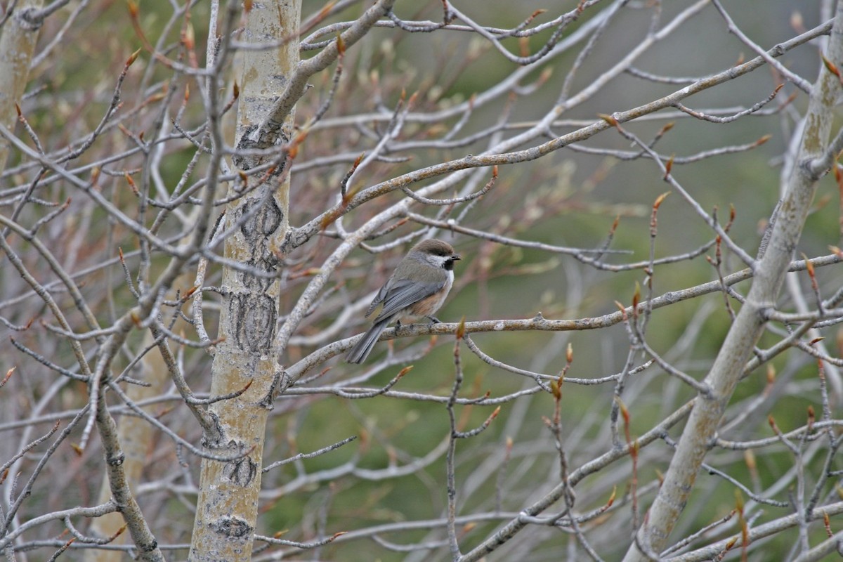 Boreal Chickadee - ML182885631