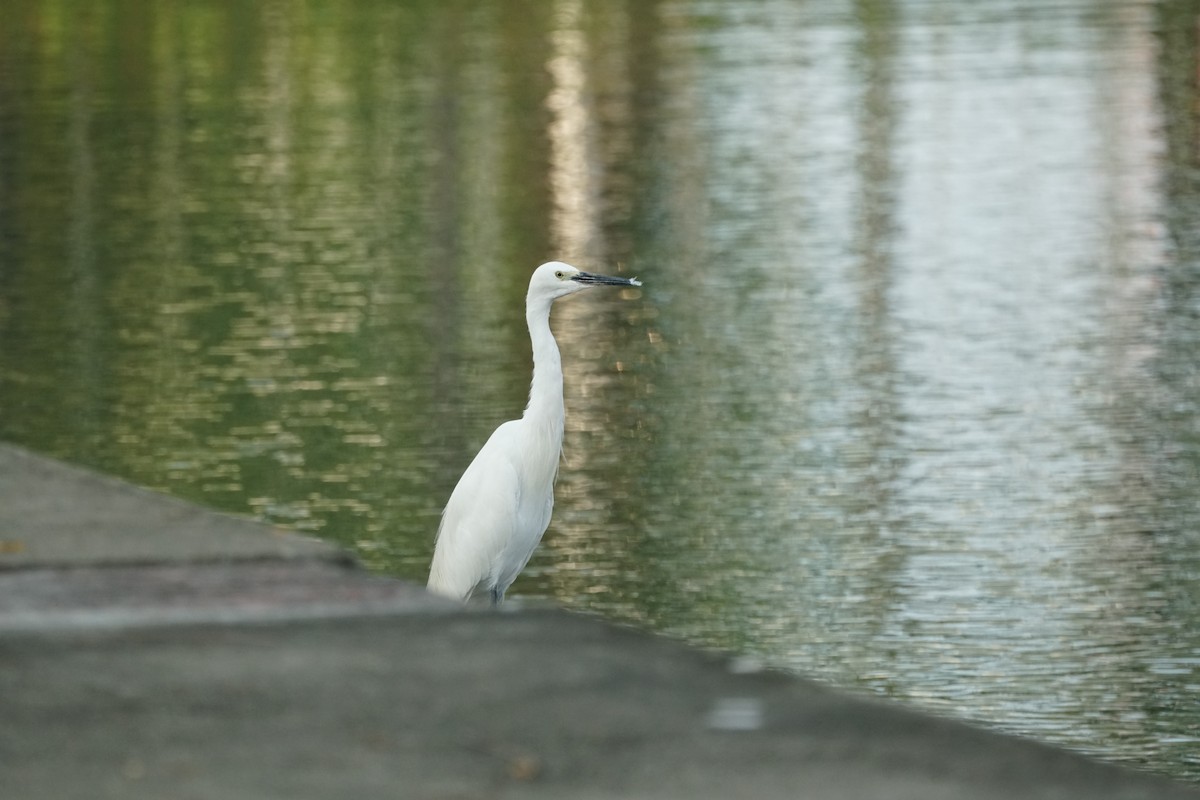 Little Egret - ML182887801