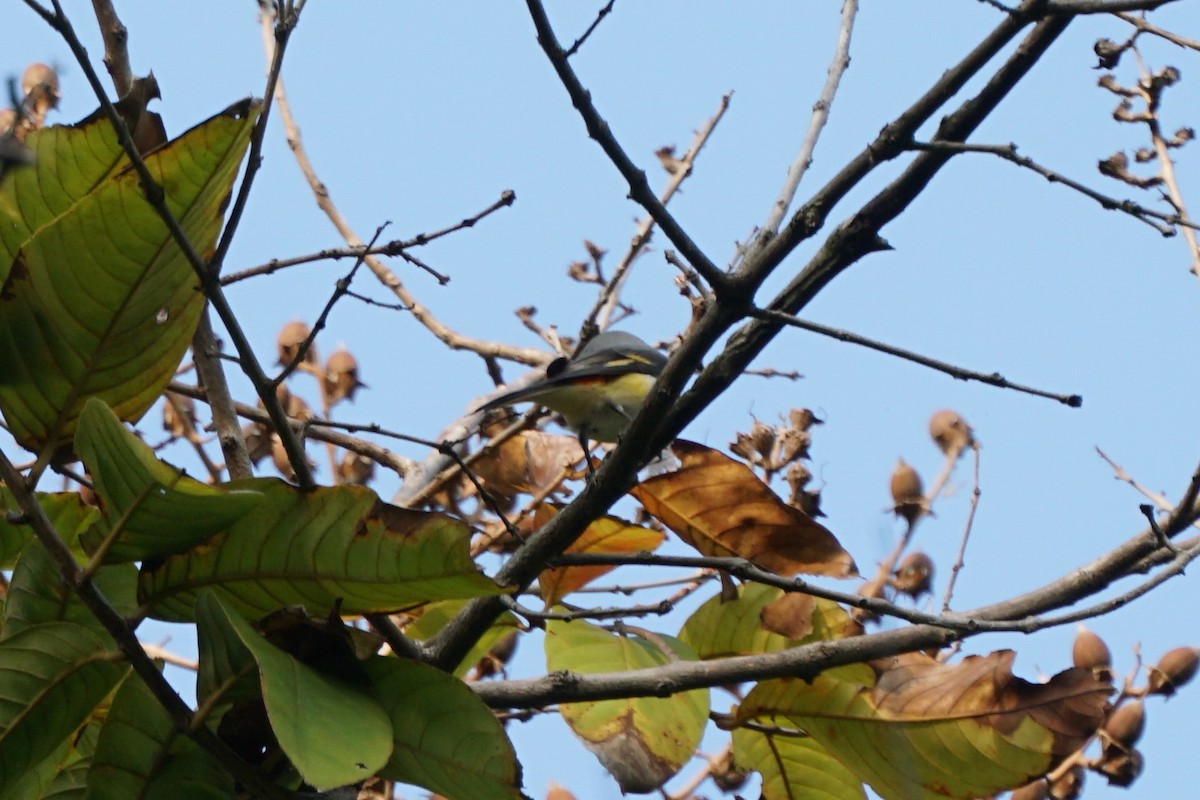 Small Minivet - ML182888711