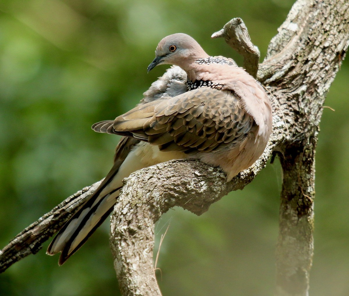 珠頸斑鳩 - ML182888861